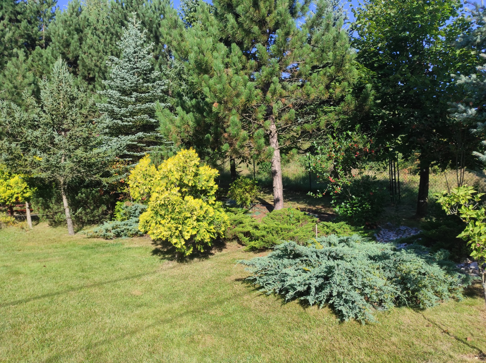 Urozmaicony ogród z różnorodnymi drzewami iglastymi i krzewami ozdobnymi, z zadbanym trawnikiem w słoneczny dzień. Kompozycja zieleni w przydomowej przestrzeni.