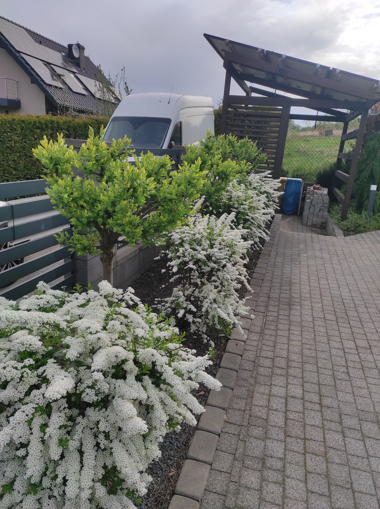 Kwitnący żywopłot z białymi kwiatami i formowane drzewko wzdłuż ścieżki z kostki brukowej. W tle dom z panelami słonecznymi i biały bus.