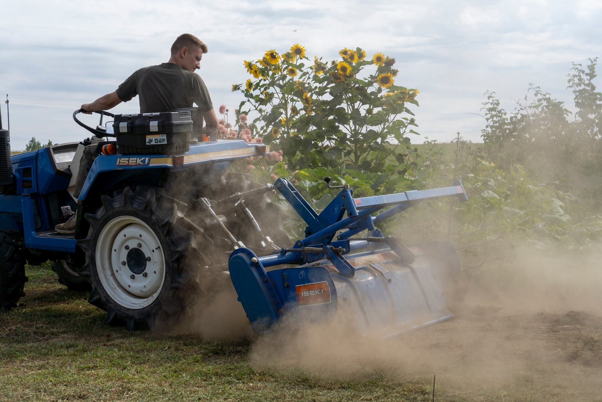 Niebieski traktor Iseki w akcji, orzący ziemię na tle kwitnących słoneczników. Operator skupiony na pracy, unoszący się pył podkreśla dynamikę.