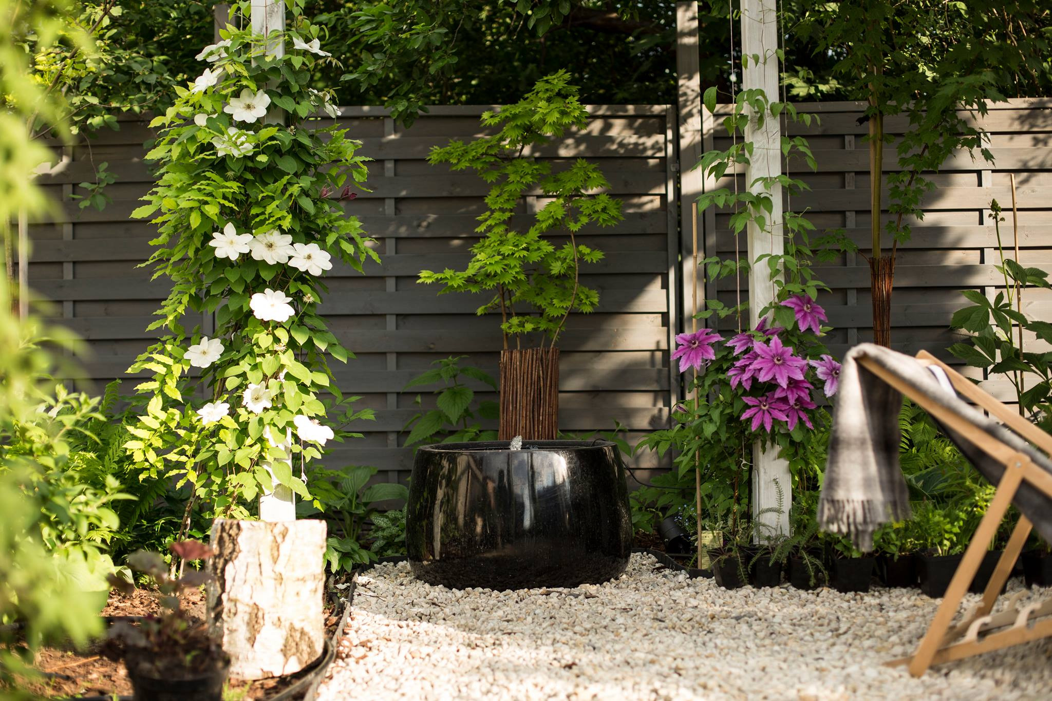 Nowoczesny ogród z ciemnym drewnianym ogrodzeniem, białymi i fioletowymi powojnikami pnącymi się po białych podporach, czarną, błyszczącą fontanną kulistą na białym żwirze i młodym klonem palmowym...