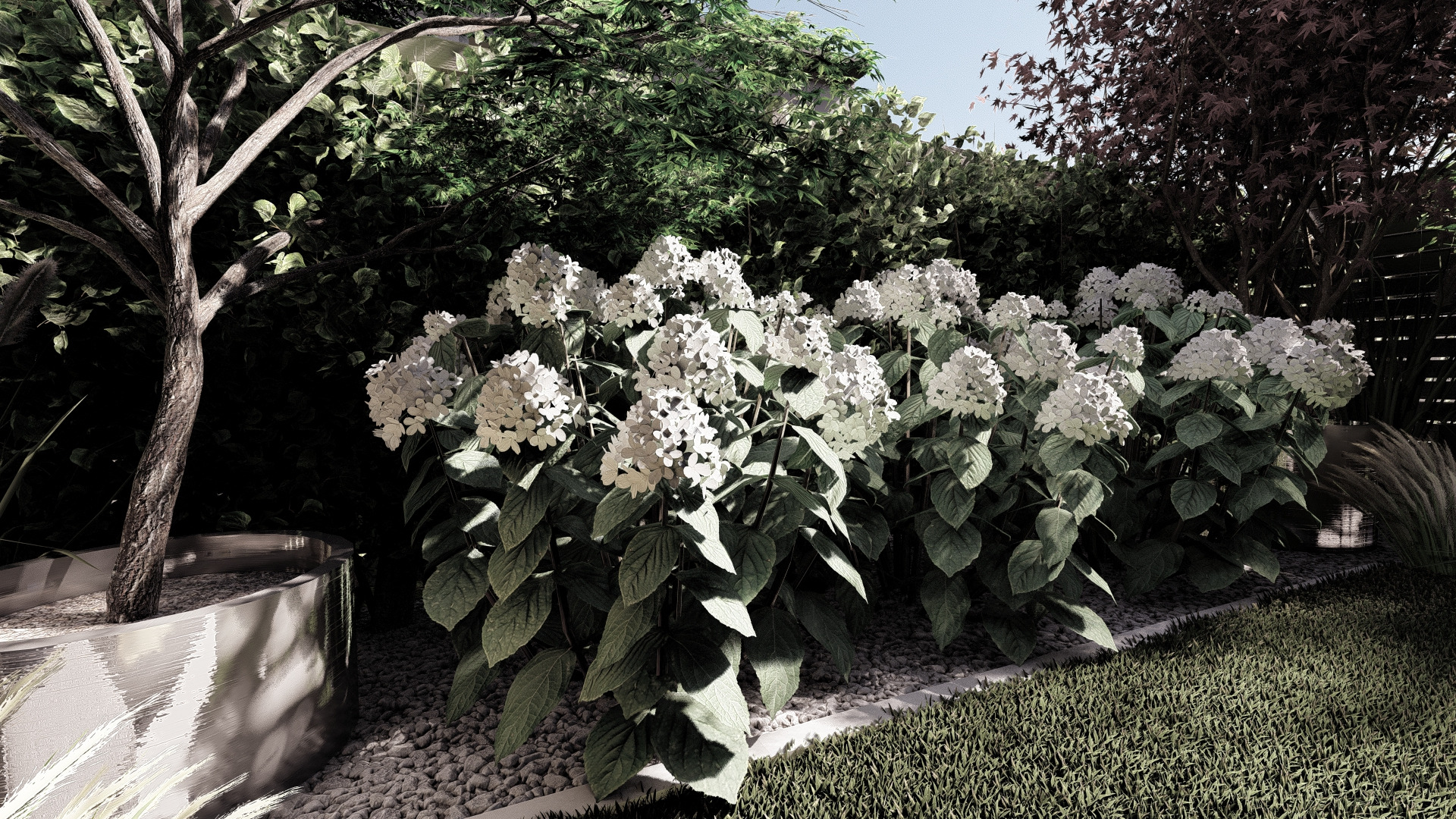 Kępy białych hortensji w ogrodzie, drzewo w nowoczesnej donicy, dekoracyjny żwir i trawnik.