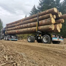 Ciężarówka z naczepą przewozi stos okrąglaków na leśnej drodze, widoczne ślady opon w błocie i zrębki drzewne na poboczu.