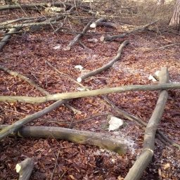 Szymon Konieczny - Sadzenie Drzew Radęcin