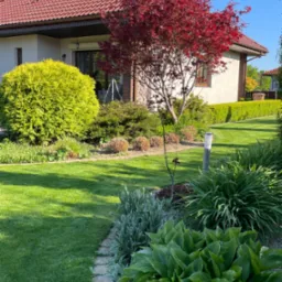 Zadbany ogród przydomowy z trawnikiem, różnorodną roślinnością ozdobną, w tym hosty, tuje i klon palmowy o czerwonych liściach na tle domu z czerwoną dachówką.