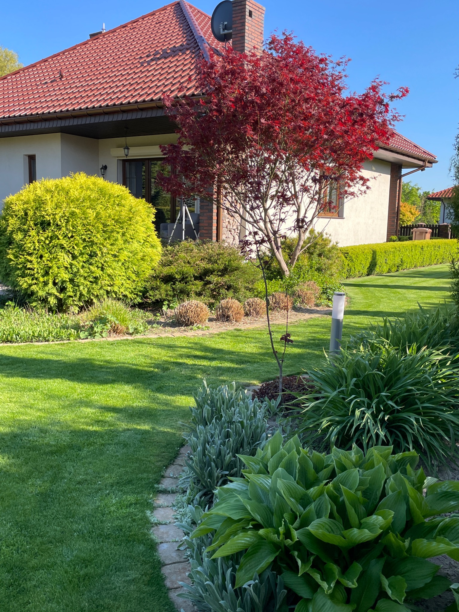 Zadbany ogród przydomowy z trawnikiem, różnorodną roślinnością ozdobną, w tym hosty, tuje i klon palmowy o czerwonych liściach na tle domu z czerwoną dachówką.