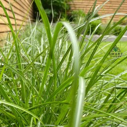 Zakładanie ogrodów Warszawa 4