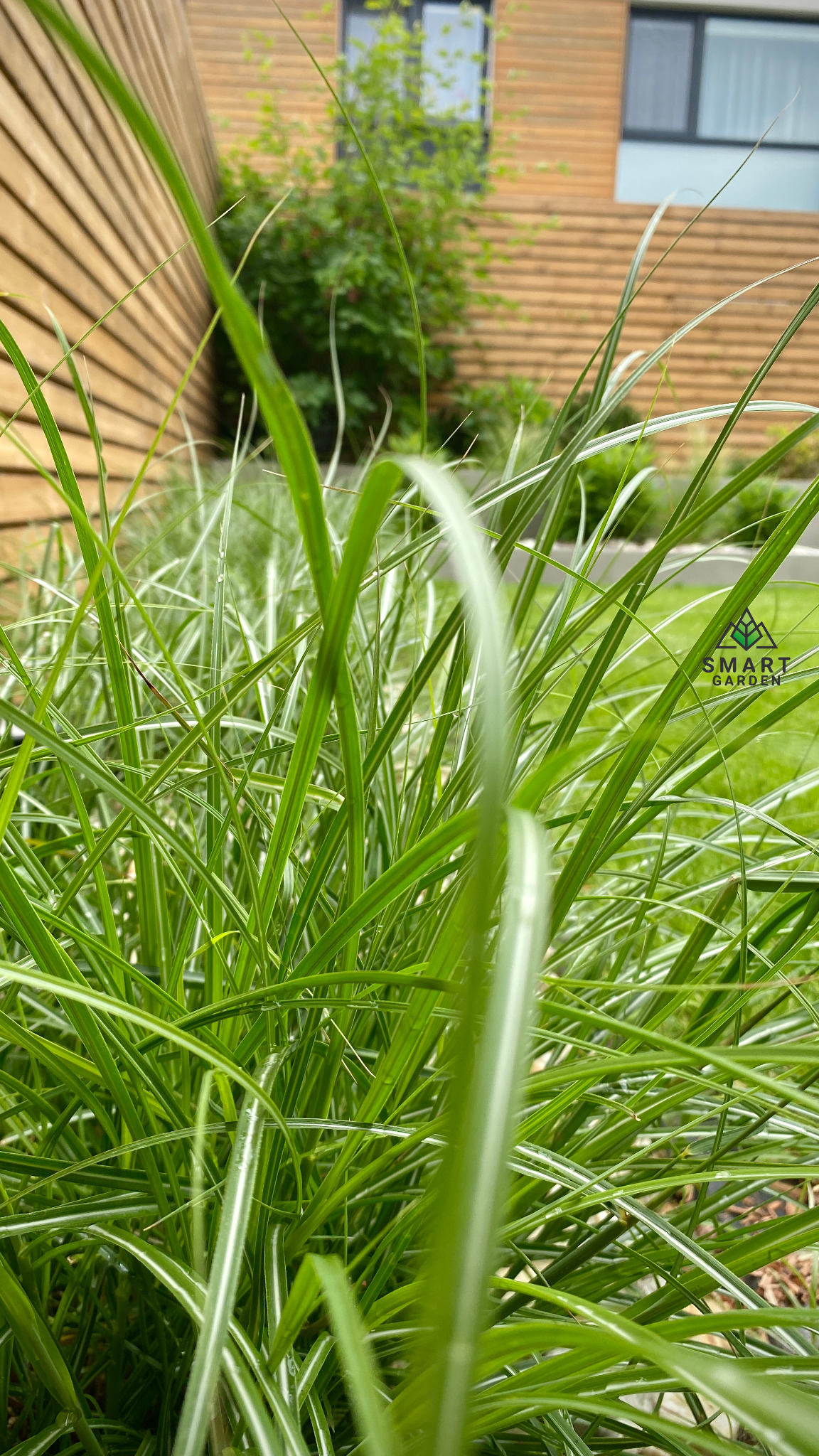 Kępa zielonej trawy ozdobnej z białymi paskami, widoczna na tle drewnianej elewacji budynku i zieleni ogrodowej.