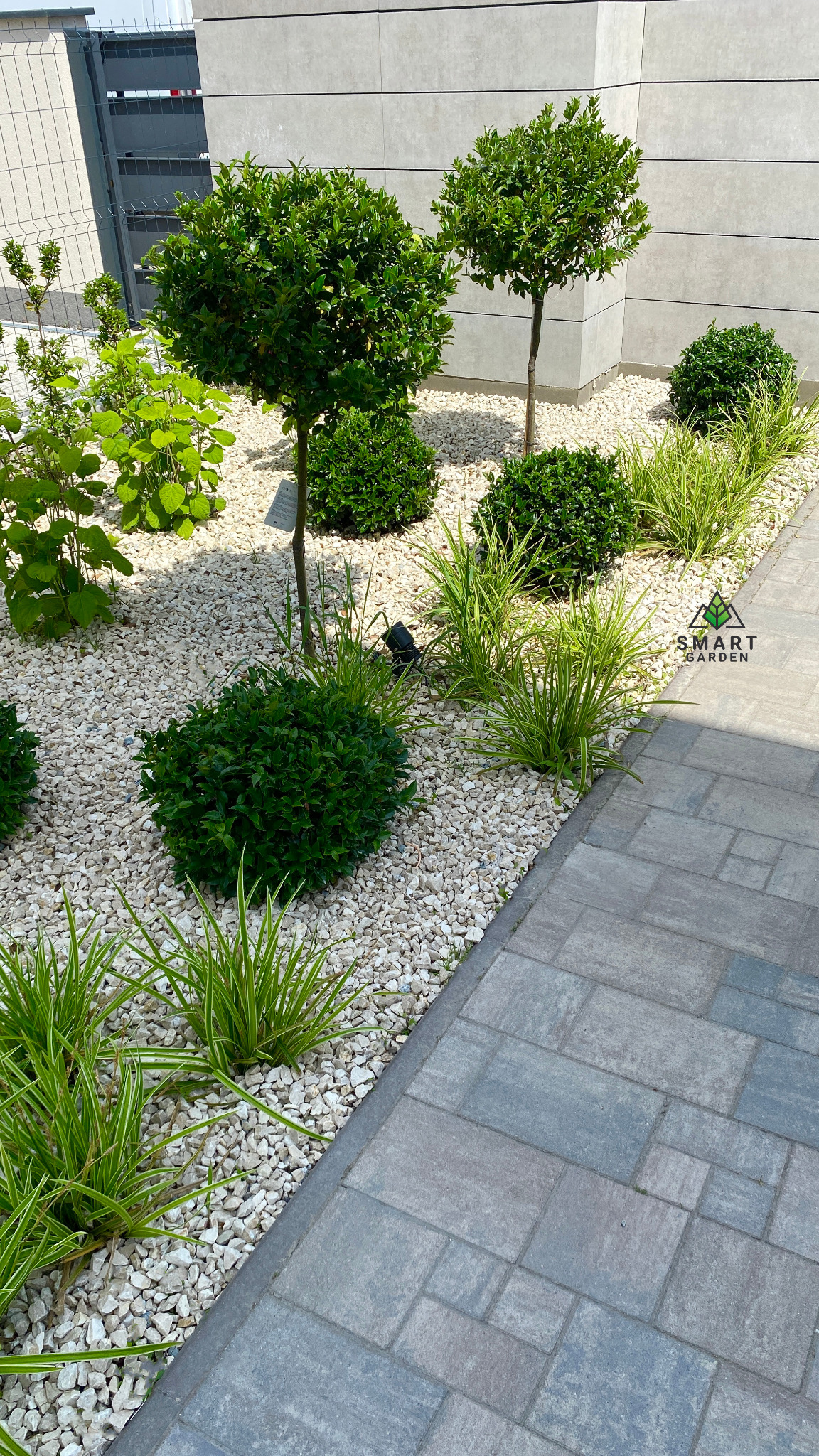 Kompaktowy ogród z kulistymi krzewami i ozdobnymi trawami na białym żwirze, obok ścieżki z szarych płyt chodnikowych, na tle nowoczesnej elewacji.