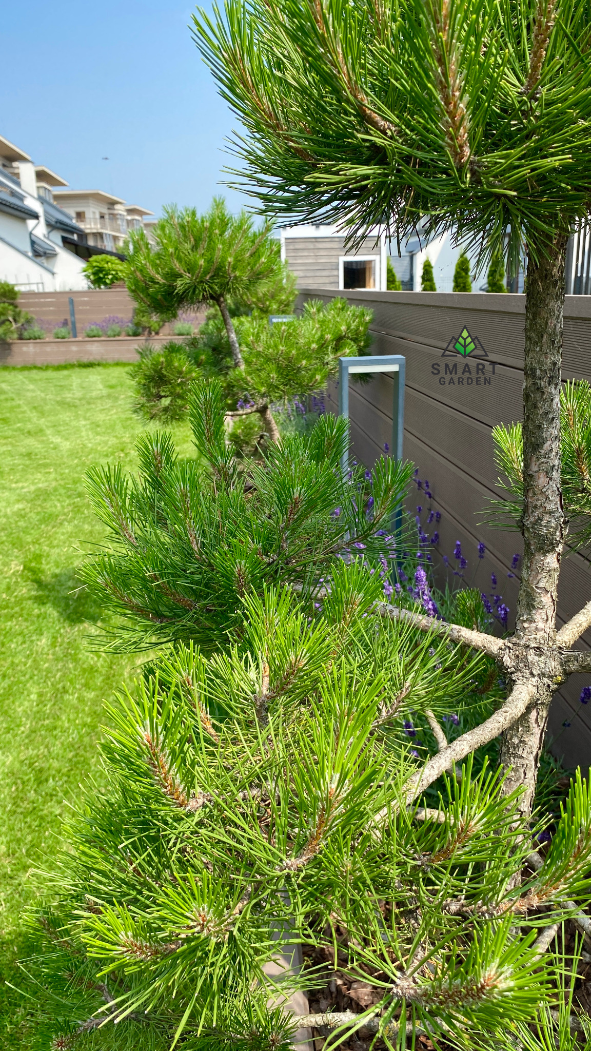 Młoda sosna górska 'Mugo' w ogrodzie, z widocznym drewnianym ogrodzeniem, lampą ogrodową i pasem lawendy w tle, na zadbanym trawniku.