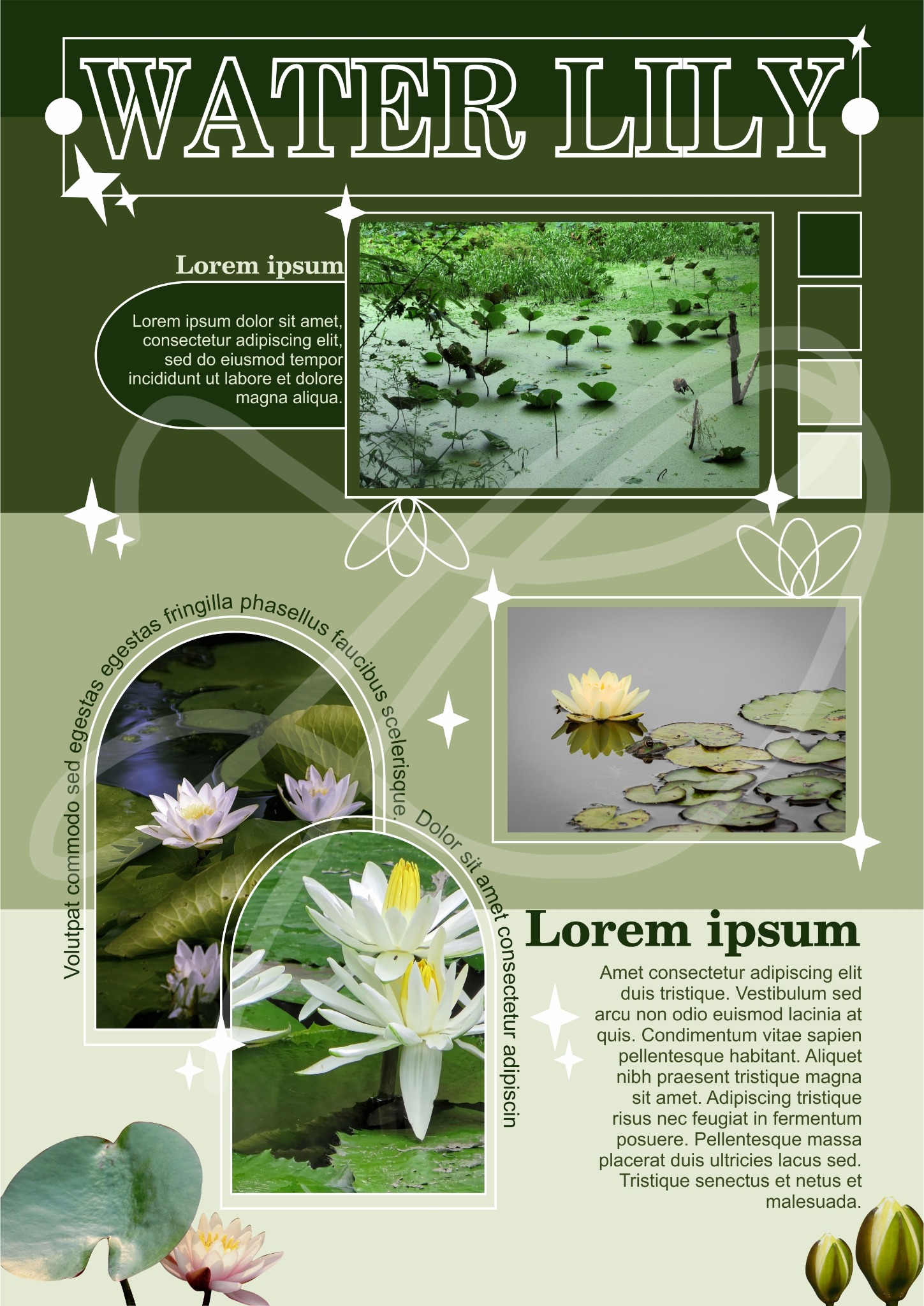 Projekt graficzny plakatu z motywem lilii wodnych, zawierający zdjęcia kwiatów w różnych ujęciach i tekst Lorem Ipsum.