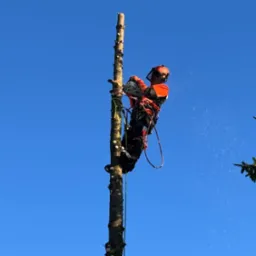 Arborysta w pomarańczowym kombinezonie, zabezpieczony linami, tnie piłą spalinową wysoki pień drzewa na tle błękitnego nieba, w powietrzu unoszą się drobne wi&oacute;ry.