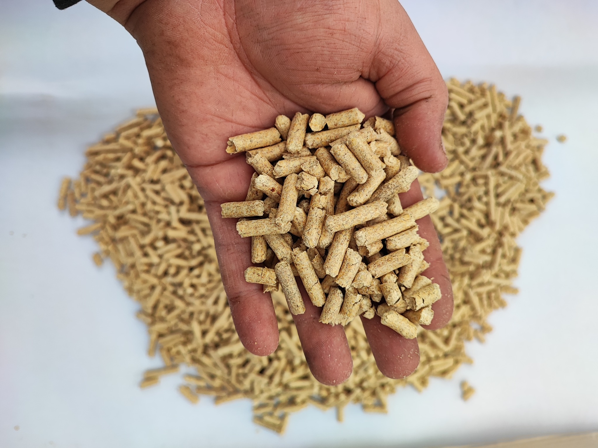 Otwarta dłoń trzymająca garść jasnych, cylindrycznych brykietów z trocin, z większą stertą pelletu w tle na białym podłożu.