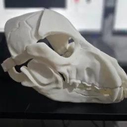 Biała, wydrukowana w 3D czaszka zwierzęcia na czarnym stole. Widoczne detale druku, oświetlenie studyjne i rozmyte tło z monitorami.