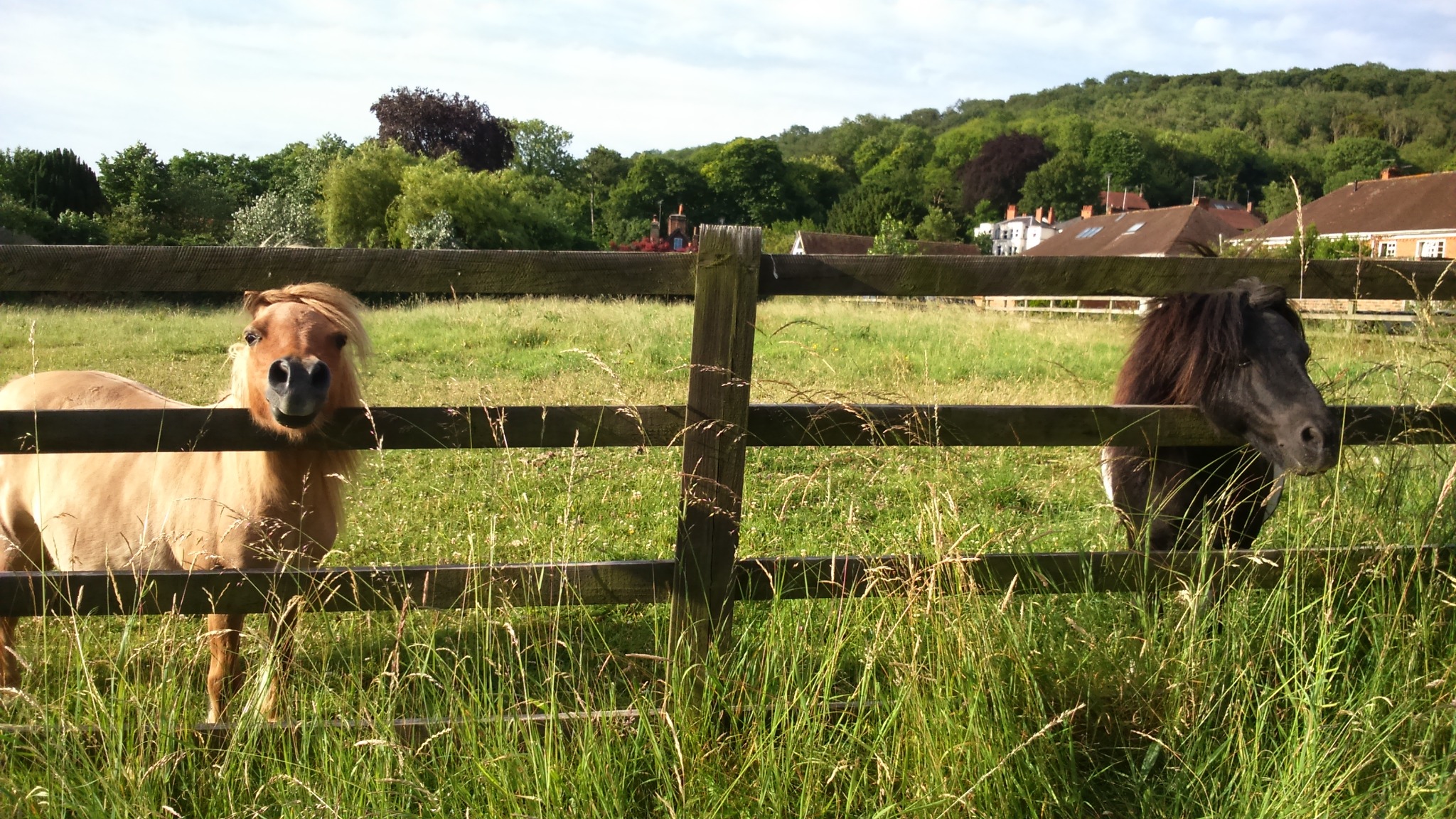 Dwa kuce, jeden brązowy i jeden czarny, wyglądają zza drewnianego ogrodzenia na tle zielonego pola i domów z czerwonymi dachami.