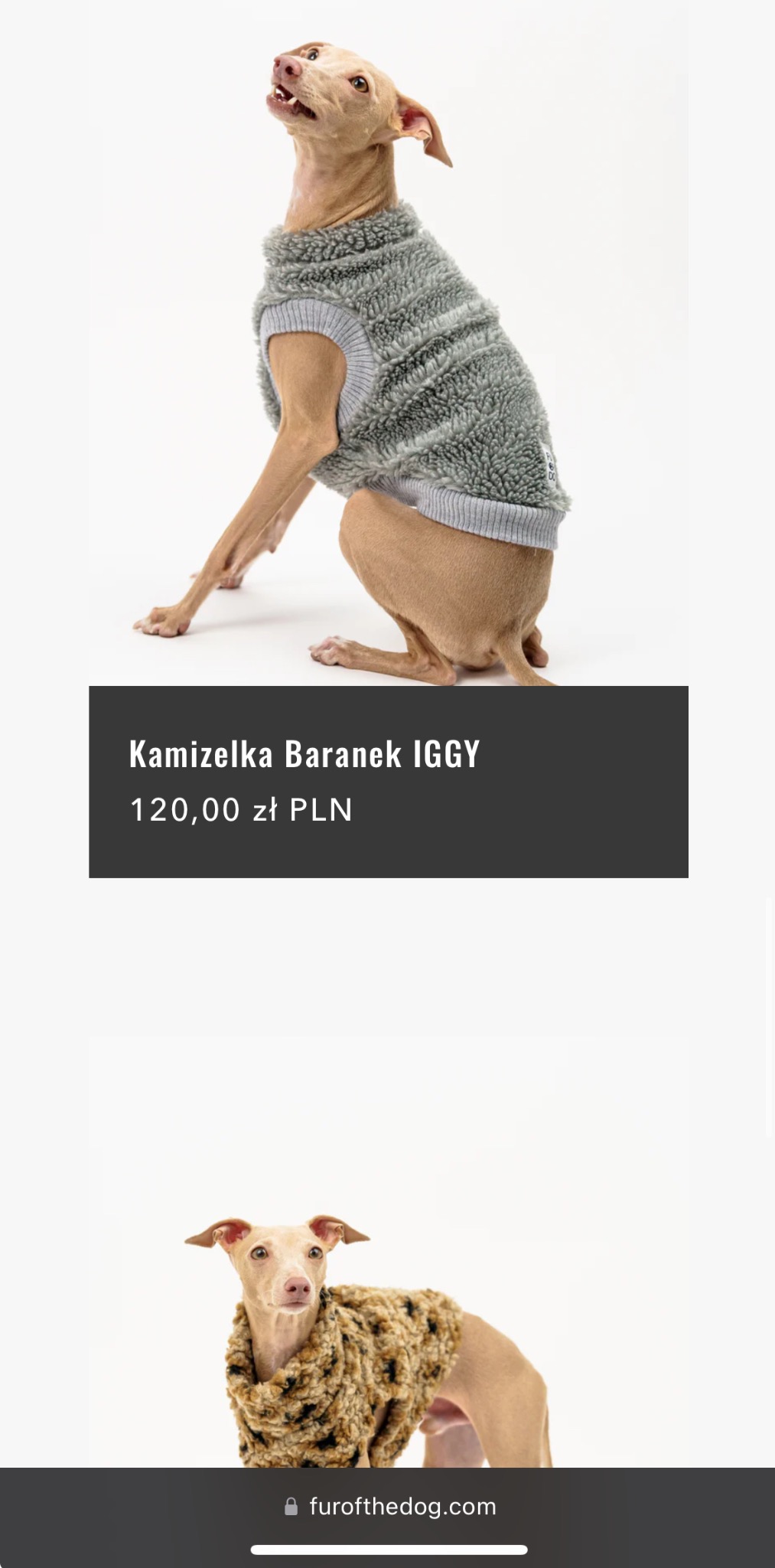 Włoski greyhound w szarej, futrzanej kamizelce z prążkami, spoglądający w górę na białym tle. Na dole fragment zdjęcia z tym samym psem w kamizelce w panterkę.