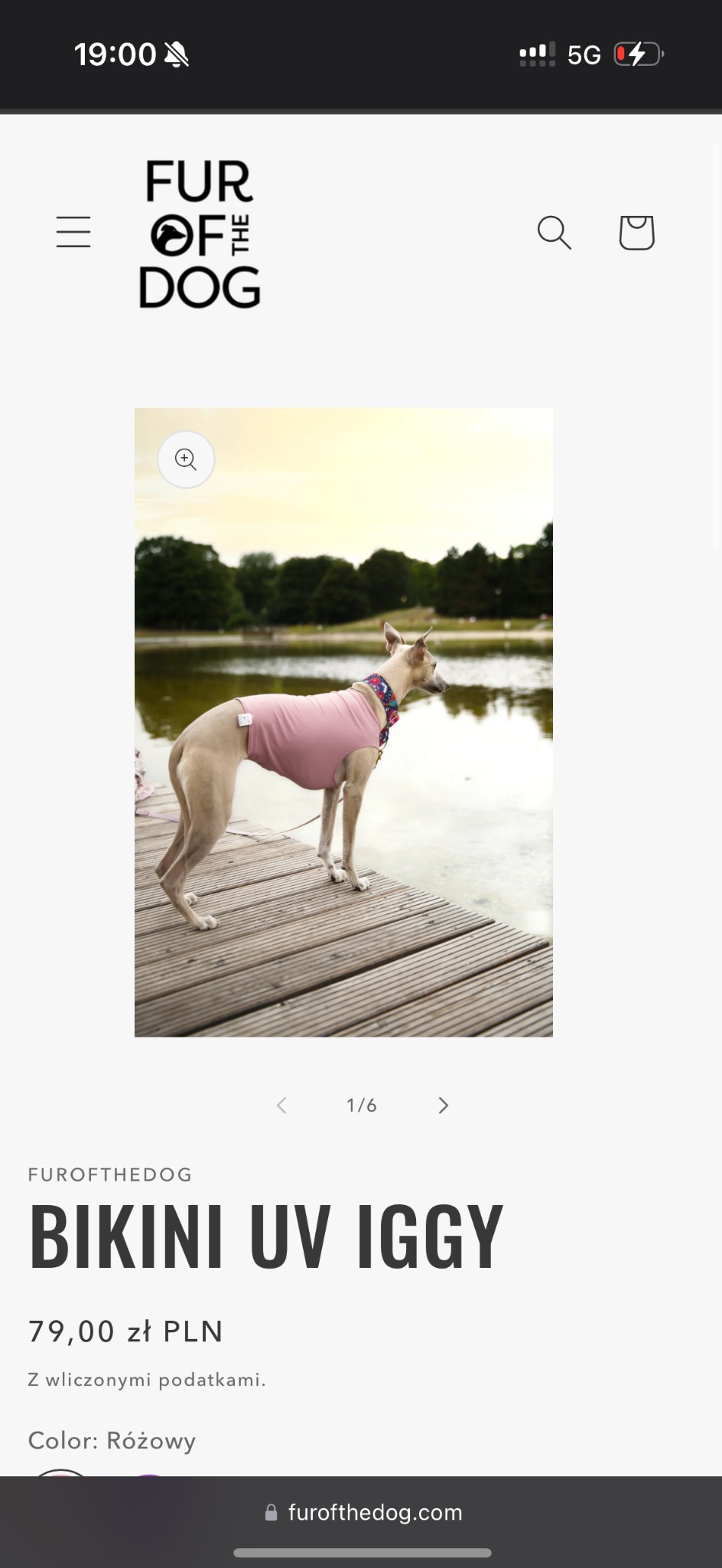 Greyhound w różowej koszulce UV stoi na drewnianym pomoście nad wodą, w tle zieleń drzew i zachodzące słońce.