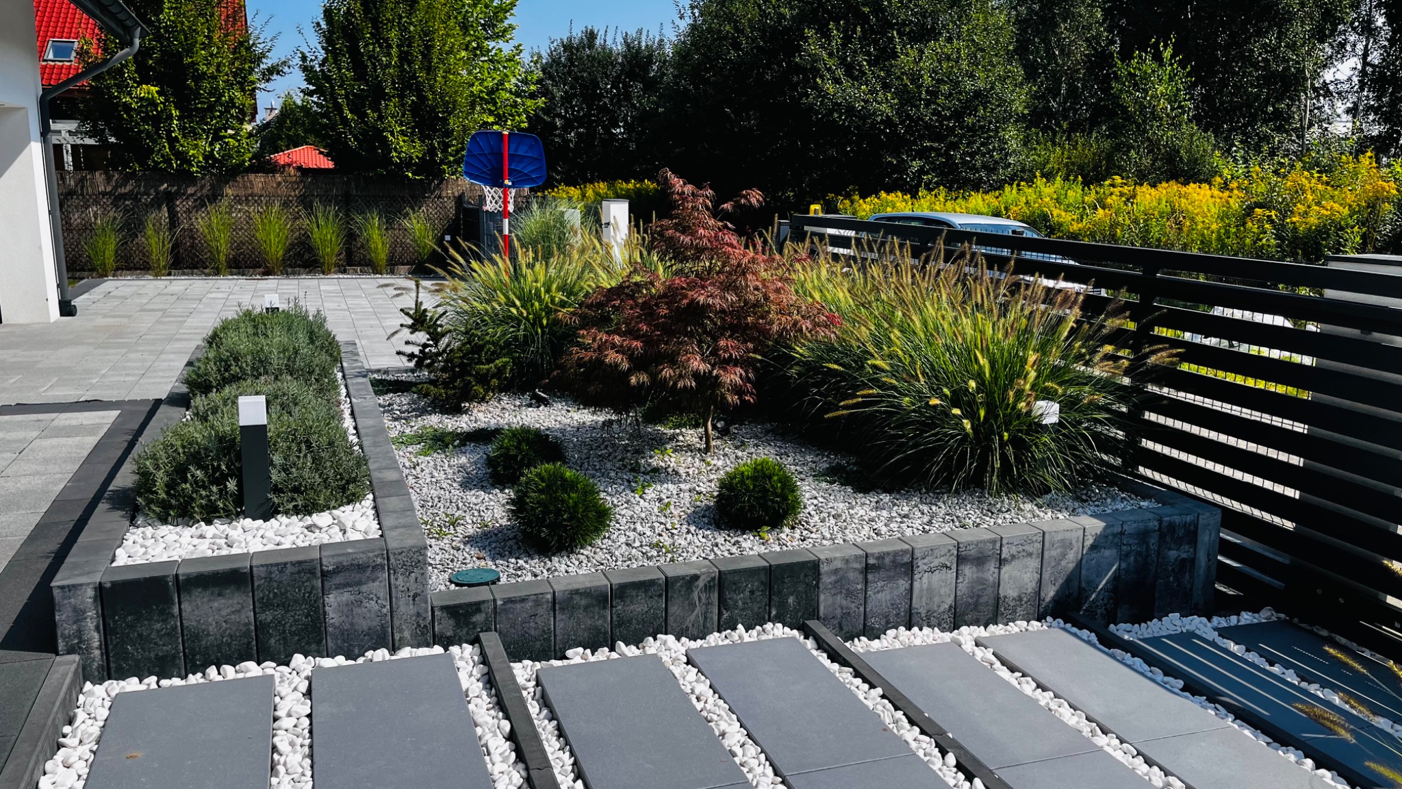 Nowoczesny ogród z szarymi płytami chodnikowymi oddzielonymi białym żwirem, rabata z ozdobnymi trawami, kulistymi krzewami i małym czerwonym klonem japońskim na białym żwirze, obrzeża z szarej kostki.