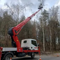 Czerwono-biały podnośnik koszowy 'Windex' na tle lasu, z operatorem w koszu przycinającym gałęzie wysokiej brzozy, zabezpieczony pomarańczowymi pachołkami na asfaltowej drodze.