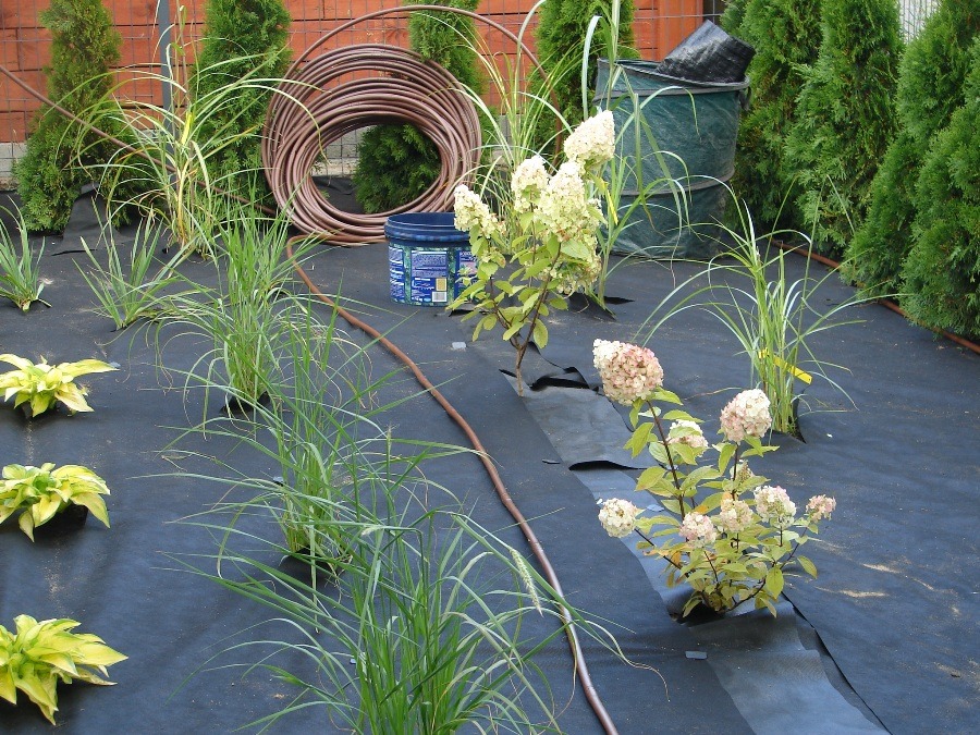 system nawadniania roślin - linia kroplująca