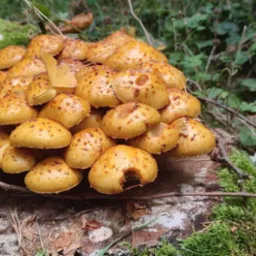 Kępa żółtych grzybów z brązowymi plamkami rosnąca na spróchniałym pniu drzewa porośniętym mchem, w tle zarośla.