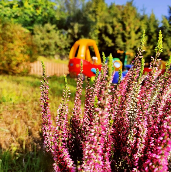 Kwitnący wrzos na tle placu zabaw z kolorowym autkiem i zjeżdżalnią, widoczne przez drewniany płotek.