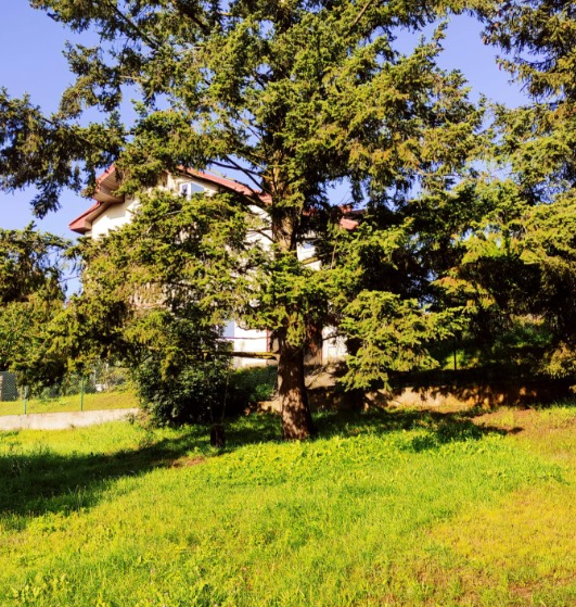 Budynek placówki opiekuńczej, częściowo zasłonięty przez wysokie drzewa iglaste, widoczny trawnik i fragment ogrodzenia.