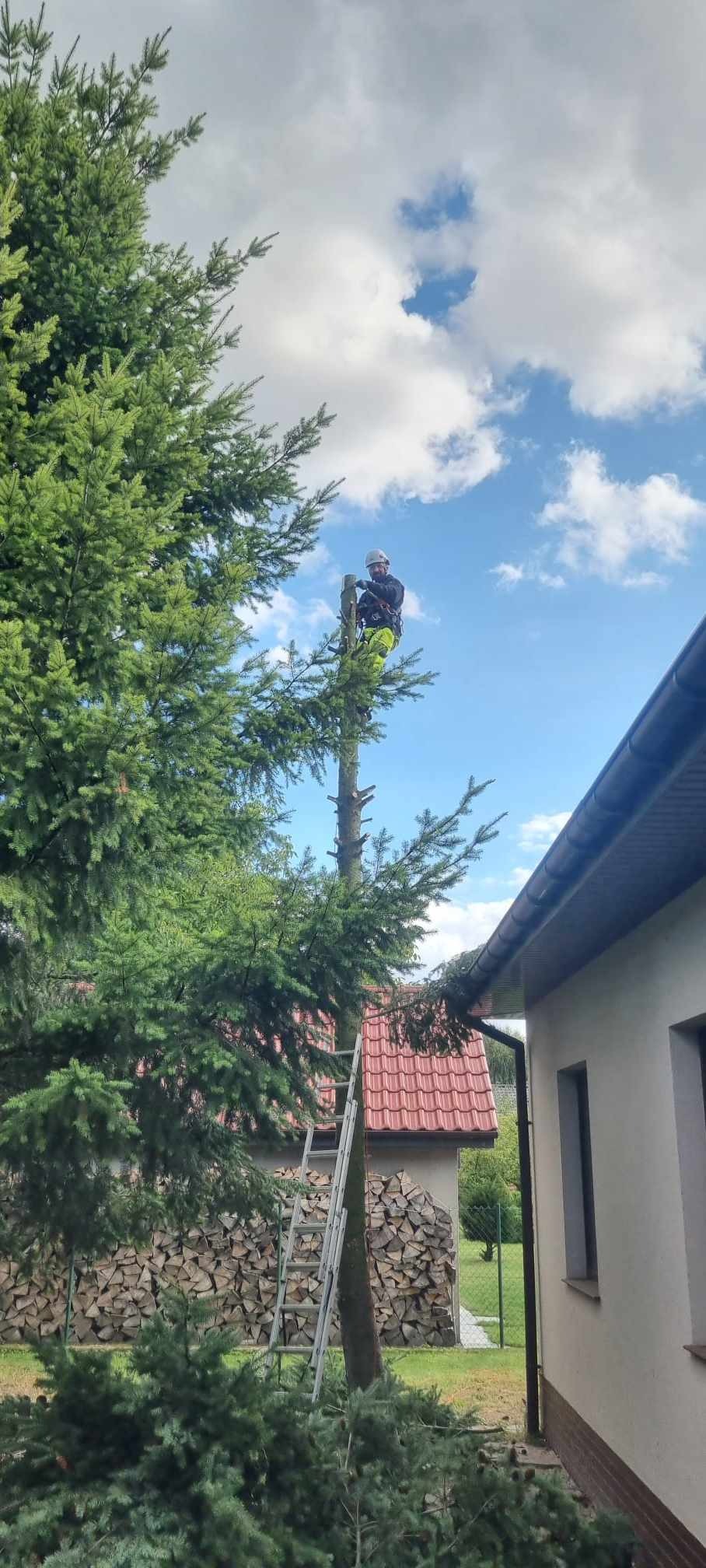 Arborysta w kasku i uprzęży, przycina wysokie drzewo iglaste piłą łańcuchową, widok z dołu na tle błękitnego nieba z chmurami, obok domu z czerwonym dachem