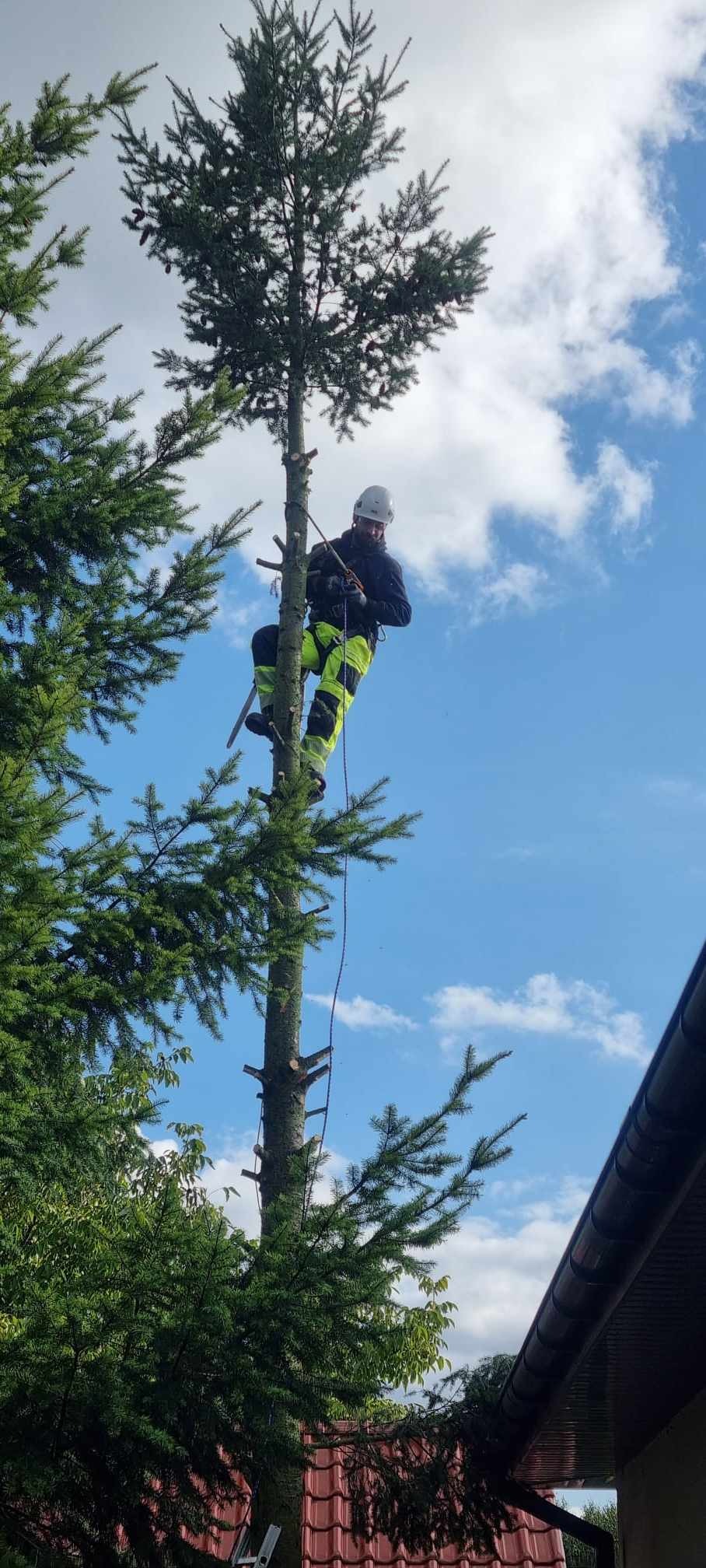 Arborysta w kasku i uprzęży, w trakcie przycinania wysokiej choinki, zabezpieczony linami, z widocznymi obciętymi gałęziami, na tle błękitnego nieba z chmurami.