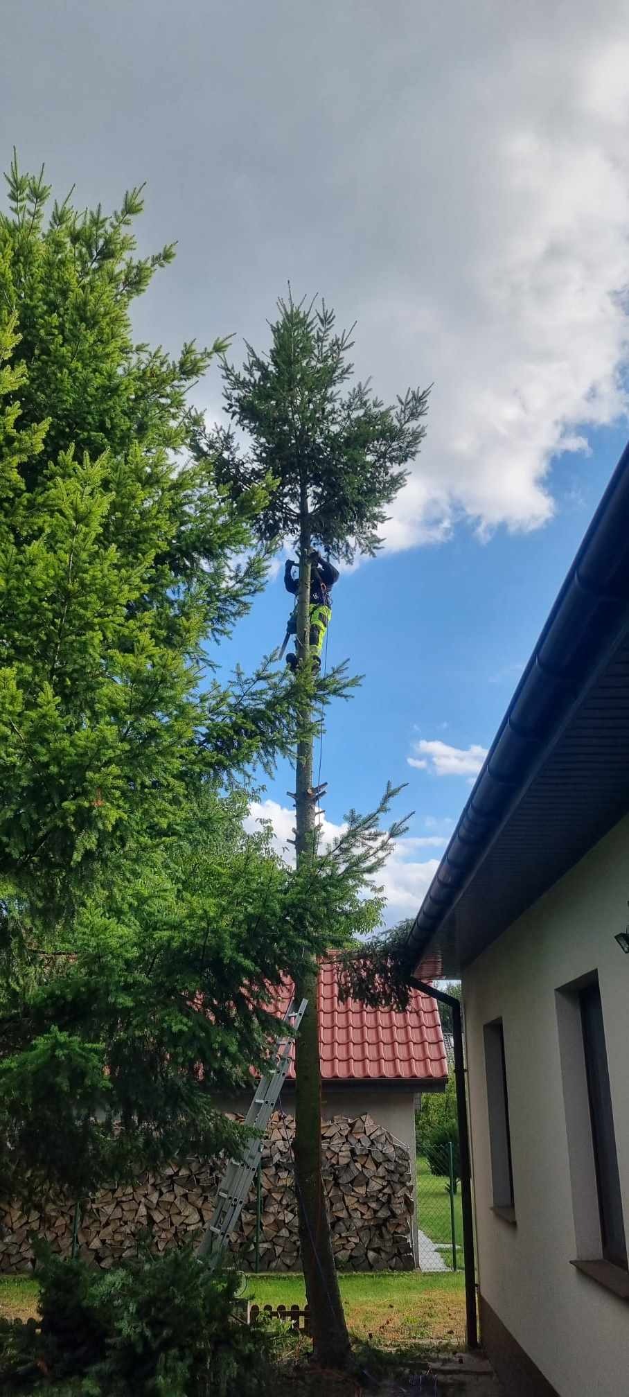Arborysta w uprzęży, przy użyciu liny i piły, przycina wysokie drzewo iglaste w pobliżu domu jednorodzinnego z czerwoną dachówką; widoczna drabina oparta o pień i stos drewna za ogrodzeniem.