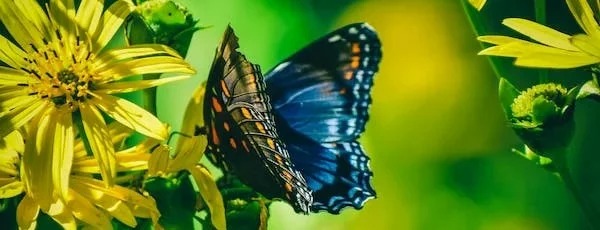 Błękitny motyl z pomarańczowymi akcentami na żółtym kwiecie w słoneczny dzień, z rozmytym zielonym tłem.