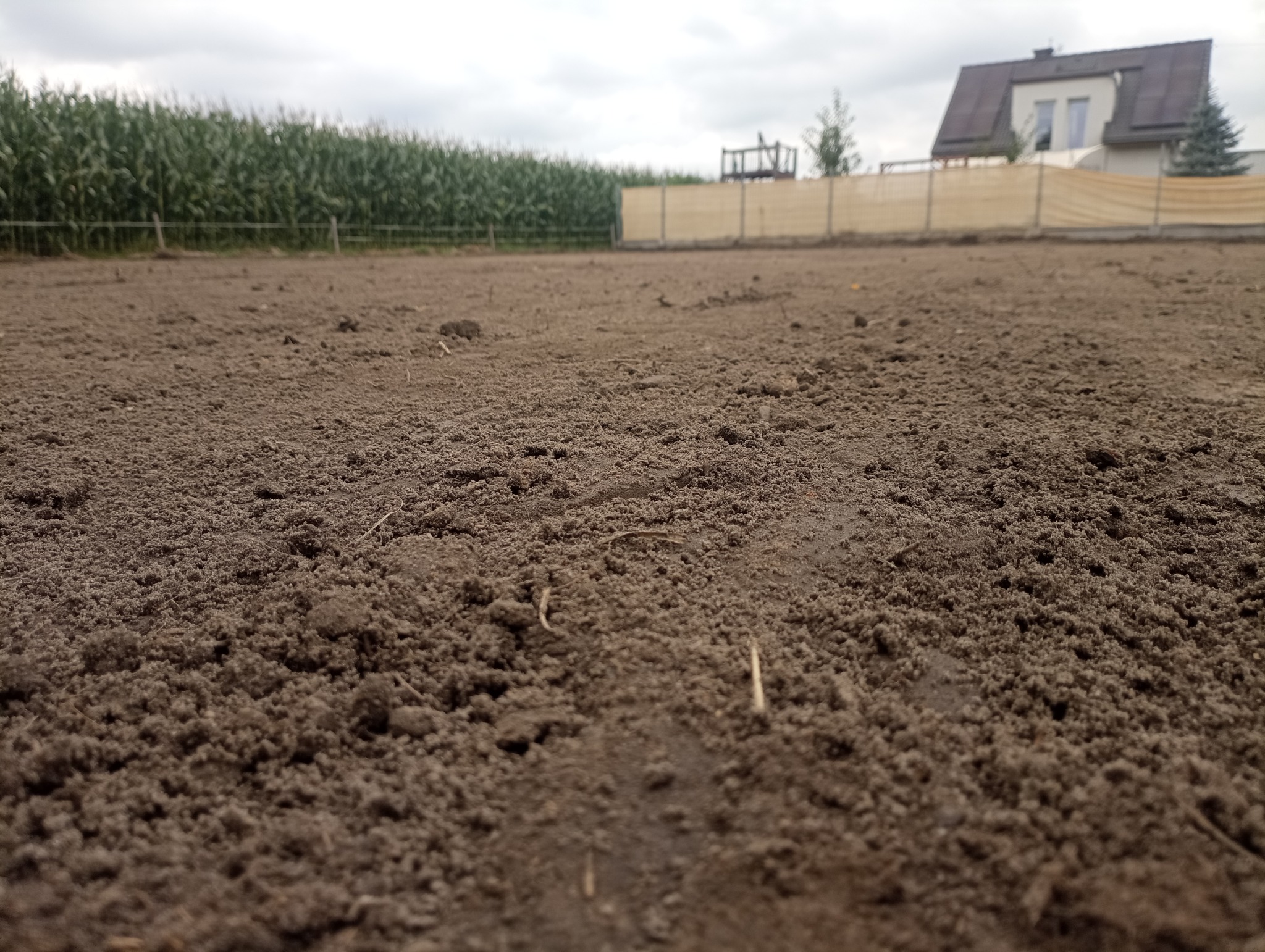 Teren po ułżeniu siatki na krety oraz niwelacji.