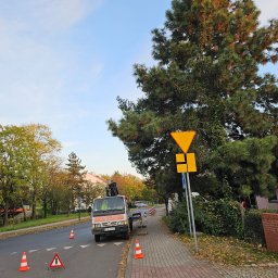 Wycinka drzew Wrocław 1