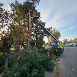 Pracownik na podnośniku koszowym w trakcie przycinania wysokiego drzewa iglastego, z widocznymi odciętymi gałęziami na chodniku i ulicy, oraz pyłem drzewnym unoszącym się w powietrzu.
