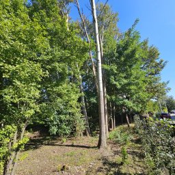 Oilmark Marek Małek - Widok na rzadki las z przewagą wysokich, smukłych brzóz, zielone korony drzew kontrastują z błękitnym niebem, a w tle widoczny fragment ogrodzenia i przejeżdżający samochód.