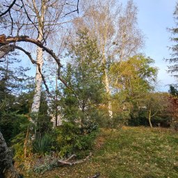 Oilmark Marek Małek - Jesienny krajobraz ogrodu z brzozami, świerkami i opadłymi liśćmi na trawie, uchwycony w słoneczne popołudnie.