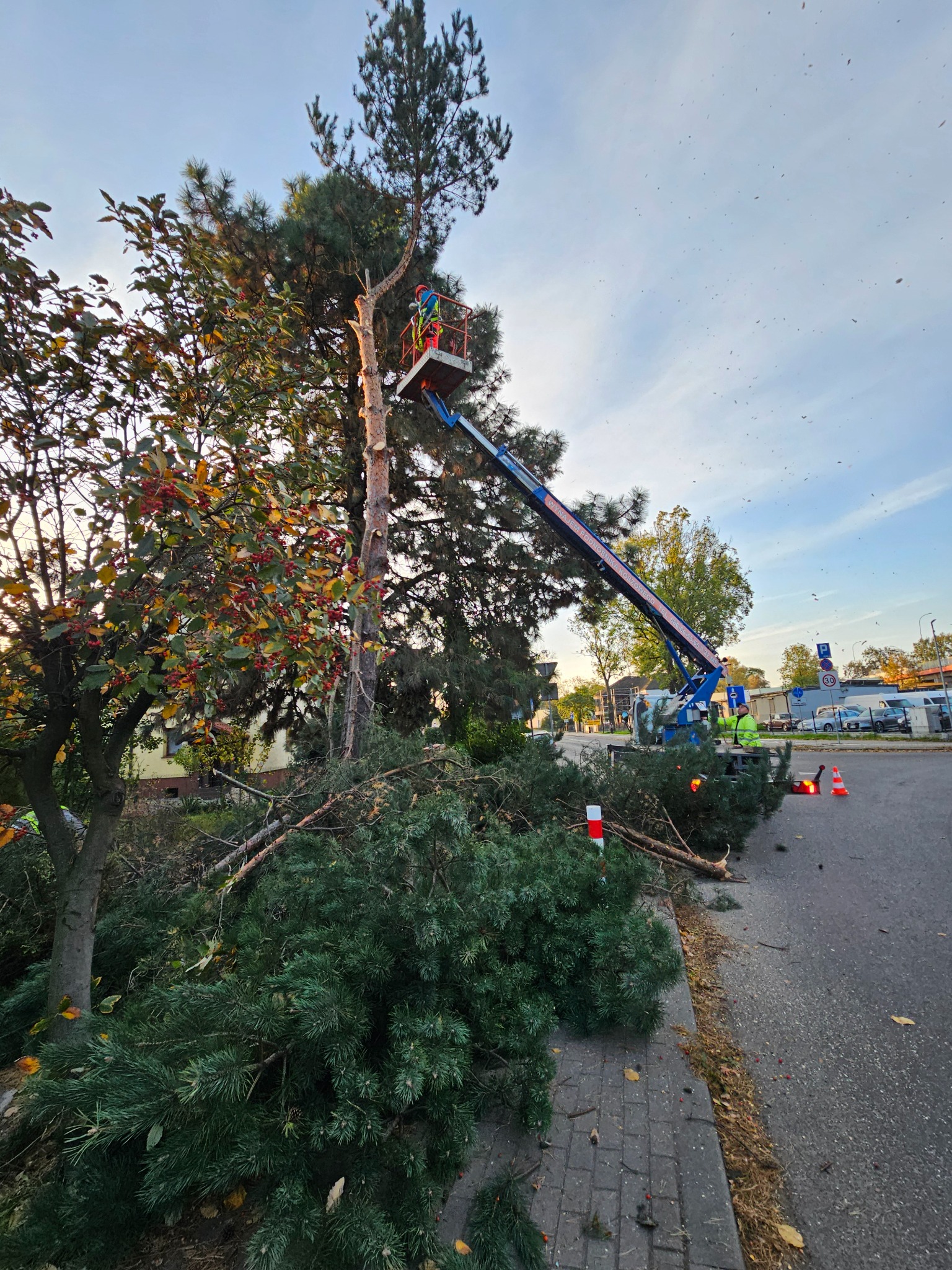 Pracownik na podnośniku koszowym w trakcie przycinania wysokiego drzewa iglastego, z widocznymi odciętymi gałęziami na chodniku i ulicy, oraz pyłem drzewnym unoszącym się w powietrzu.