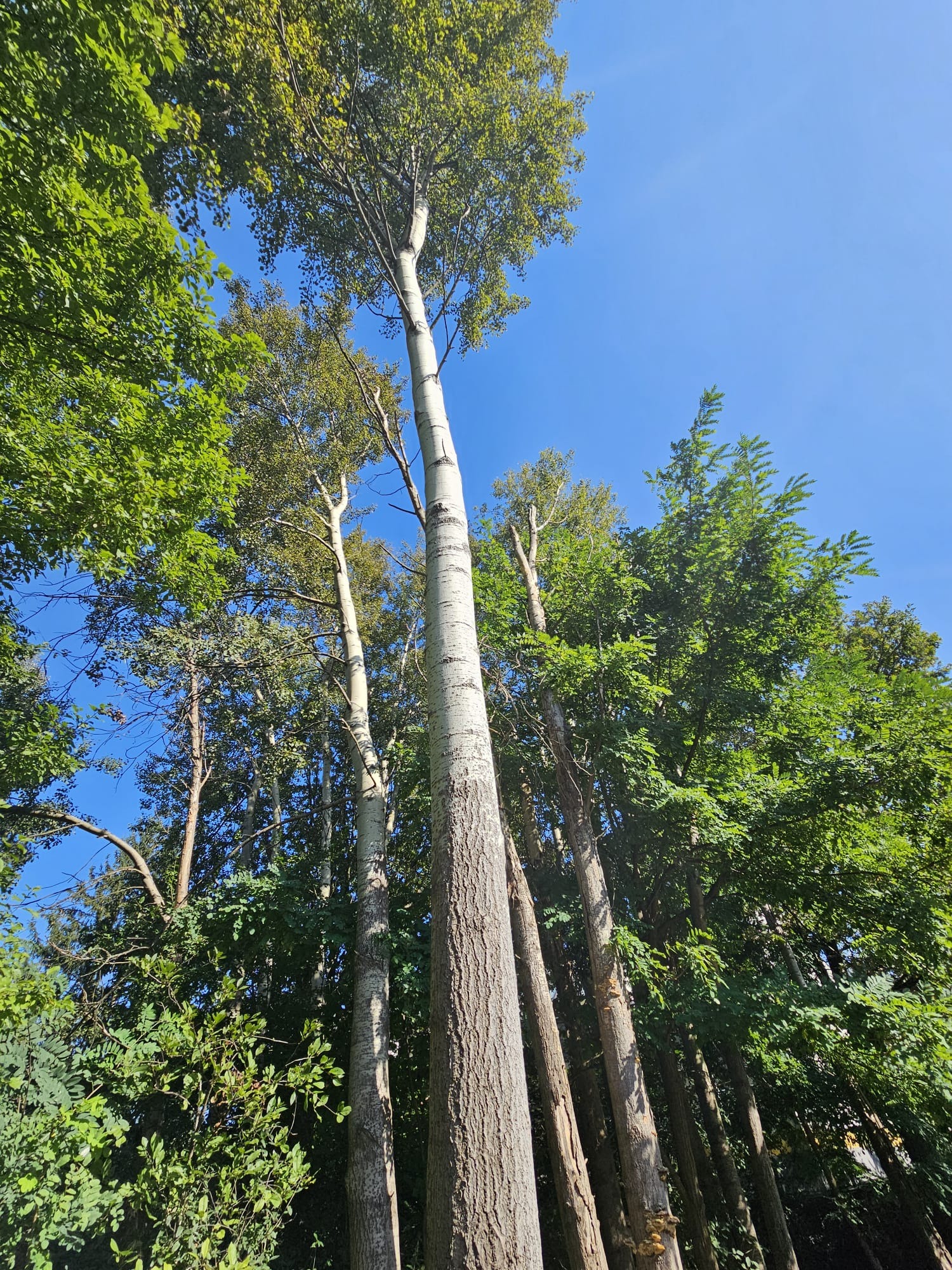 Wysokie drzewa z białymi pniami, widziane z dołu na tle błękitnego nieba, otoczone zielenią, prawdopodobnie w jednym z parków we Wrocławiu.