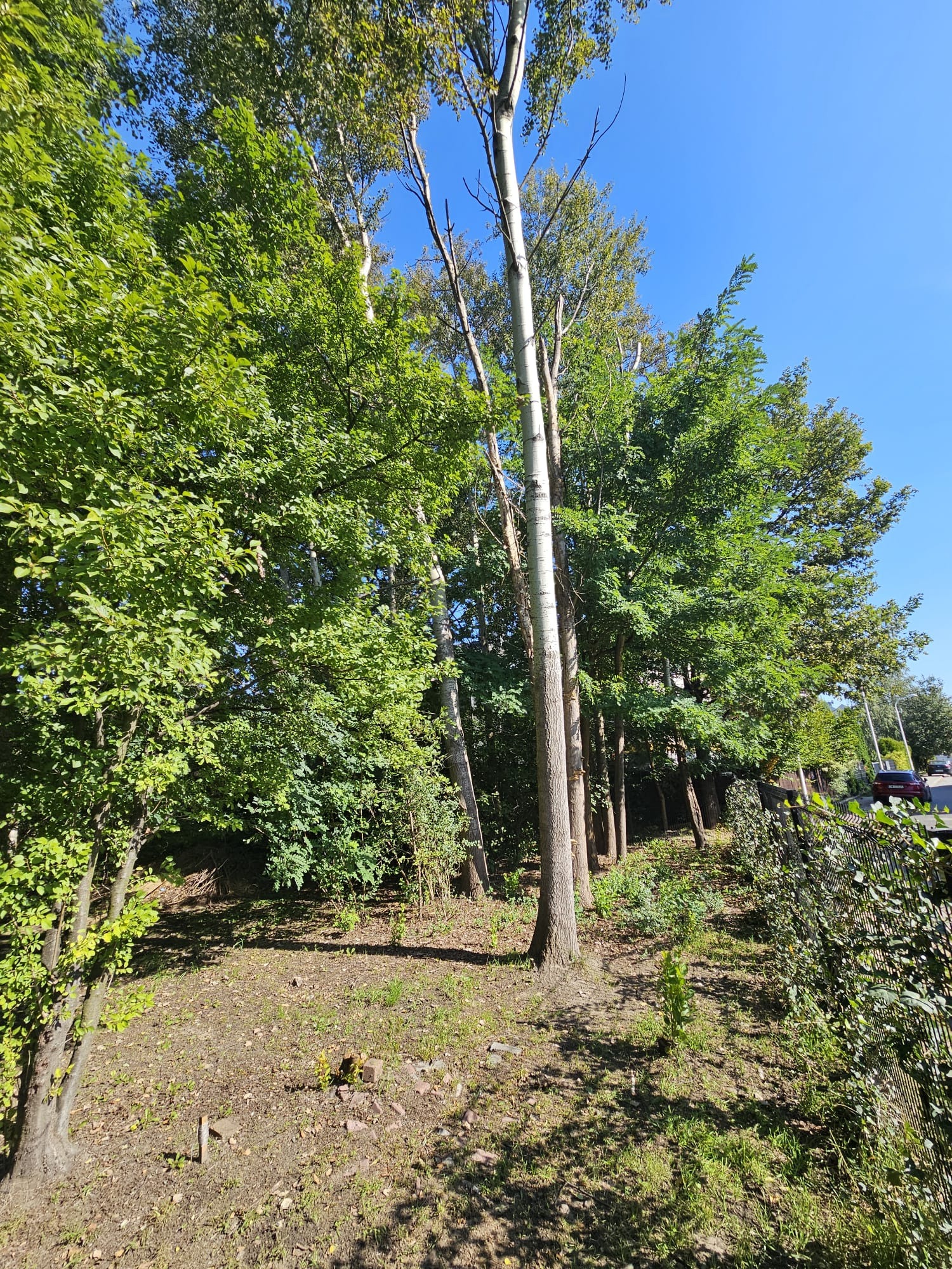 Widok na rzadki las z przewagą wysokich, smukłych brzóz, zielone korony drzew kontrastują z błękitnym niebem, a w tle widoczny fragment ogrodzenia i przejeżdżający samochód.