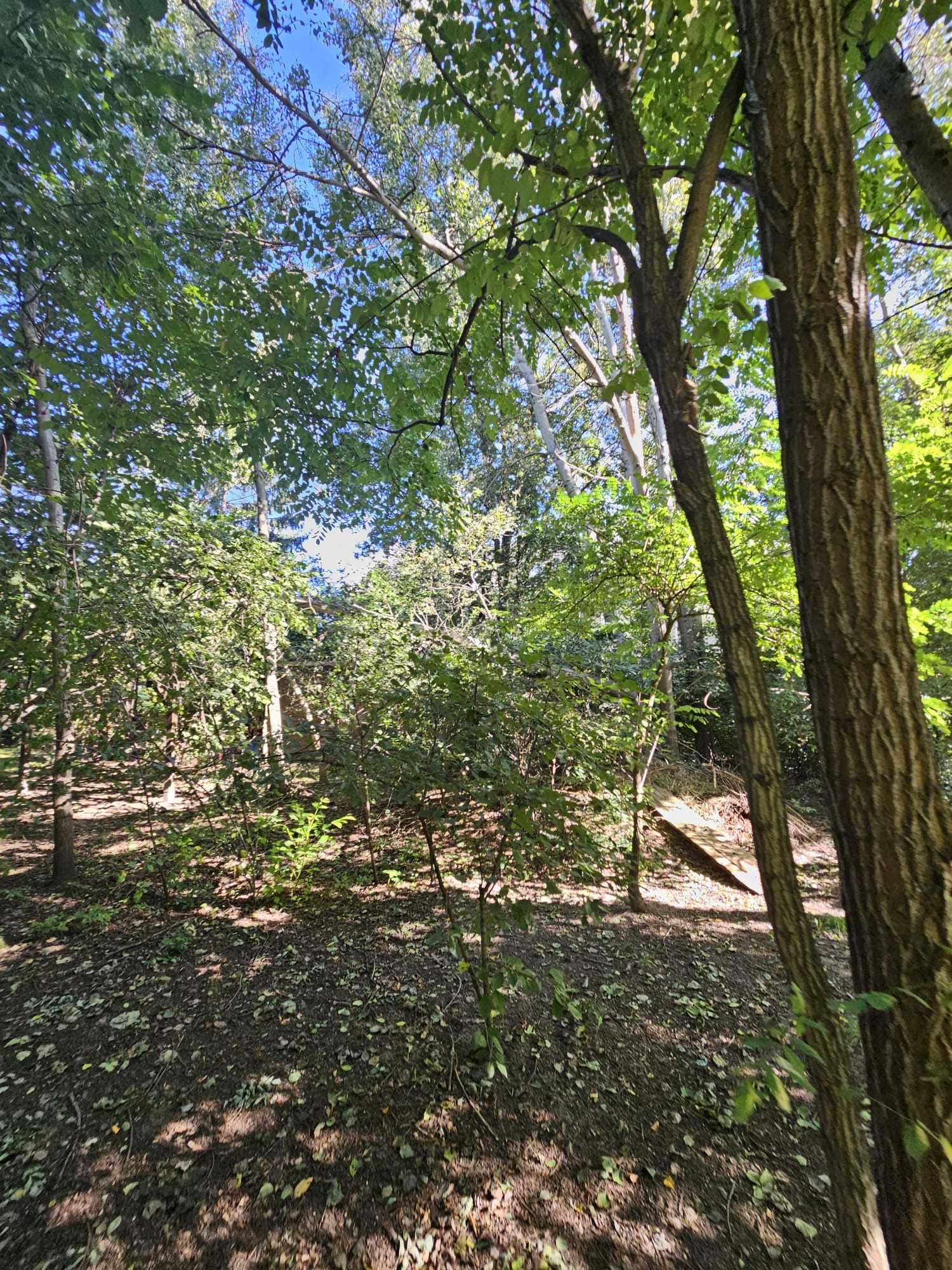 Fragment lasu z widocznymi drzewami o zróżnicowanej grubości pni, liśćmi w odcieniach zieleni i brązową ściółką pokrytą opadłymi liśćmi, uchwycony w słoneczny dzień z perspektywy niskiego kąta.