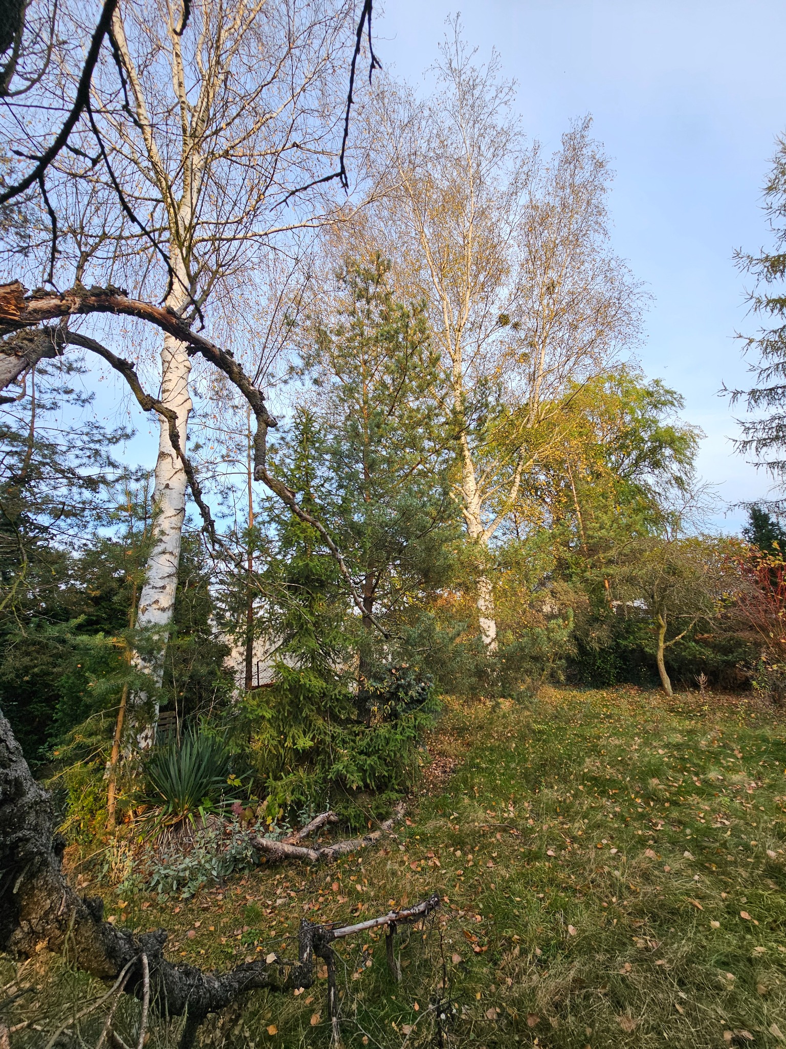 Jesienny krajobraz ogrodu z brzozami, świerkami i opadłymi liśćmi na trawie, uchwycony w słoneczne popołudnie.