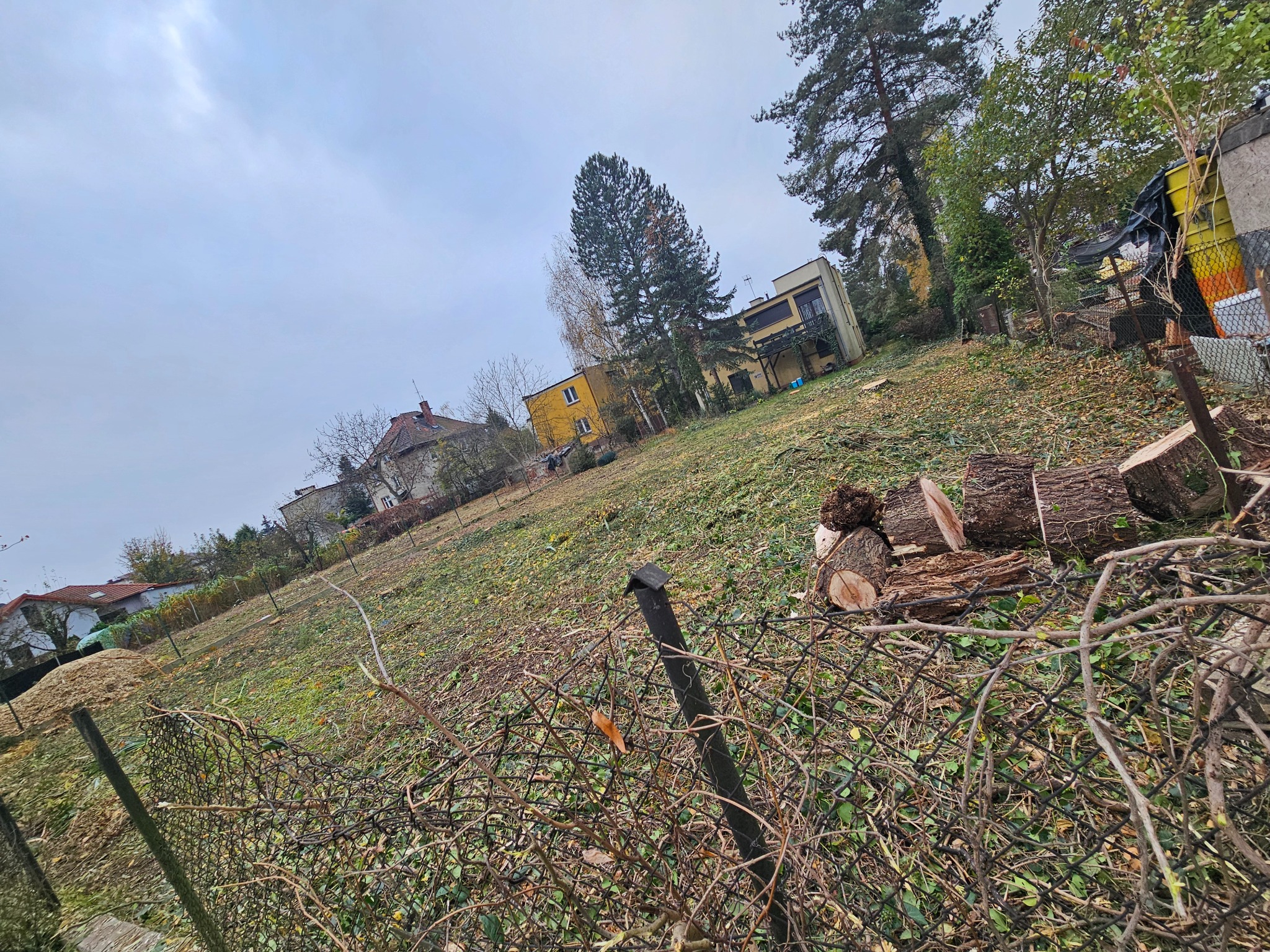 Teren po wycince drzew z widocznymi pniakami, gałęziami i trocinami na trawie, w tle zabudowania mieszkalne i pochmurne niebo, widok zza zarośniętego ogrodzenia z siatki.