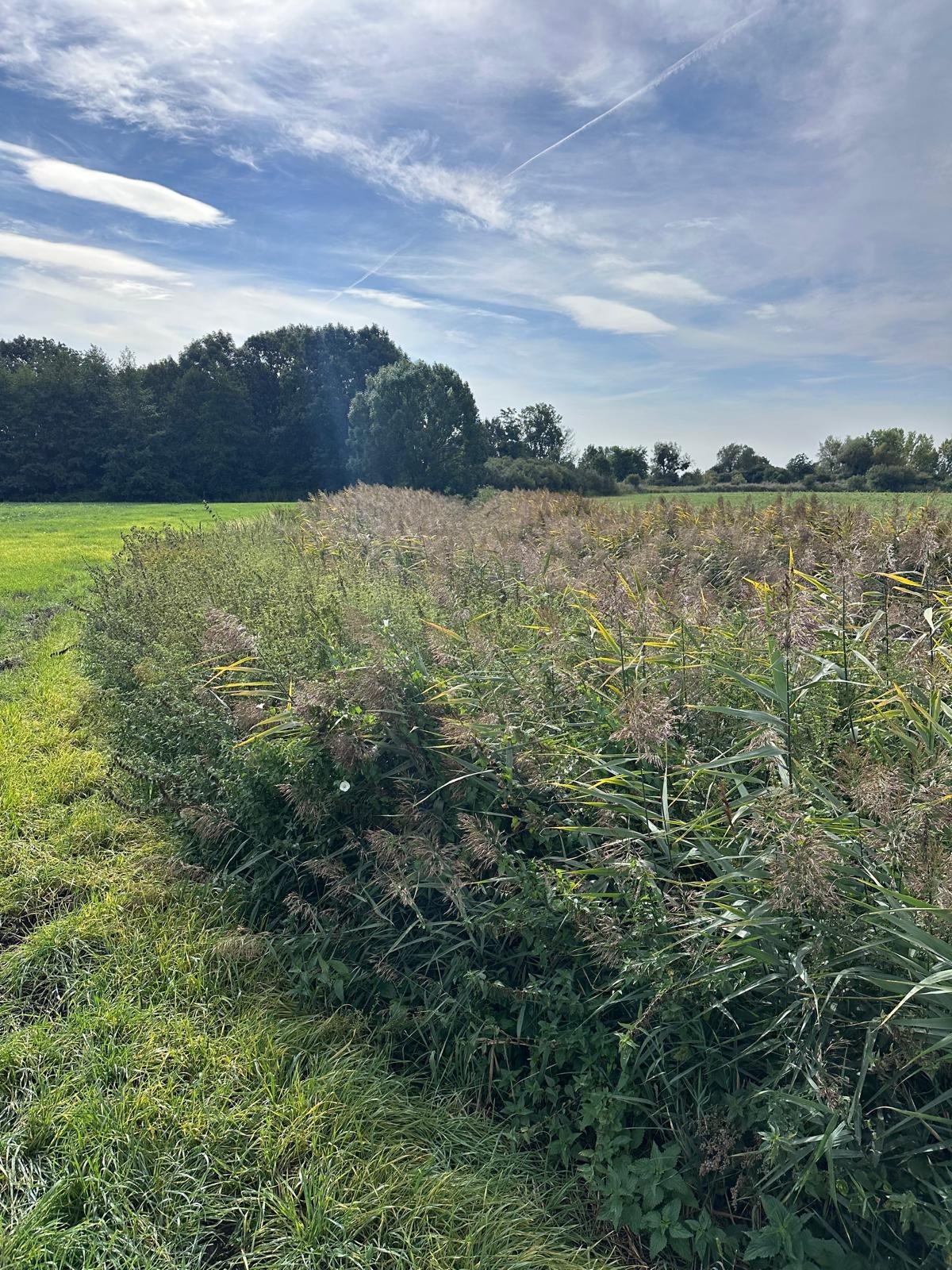 Zarośnięty rów z trzciną i trawą, w tle zielone pole i drzewa pod błękitnym niebem z chmurami.
