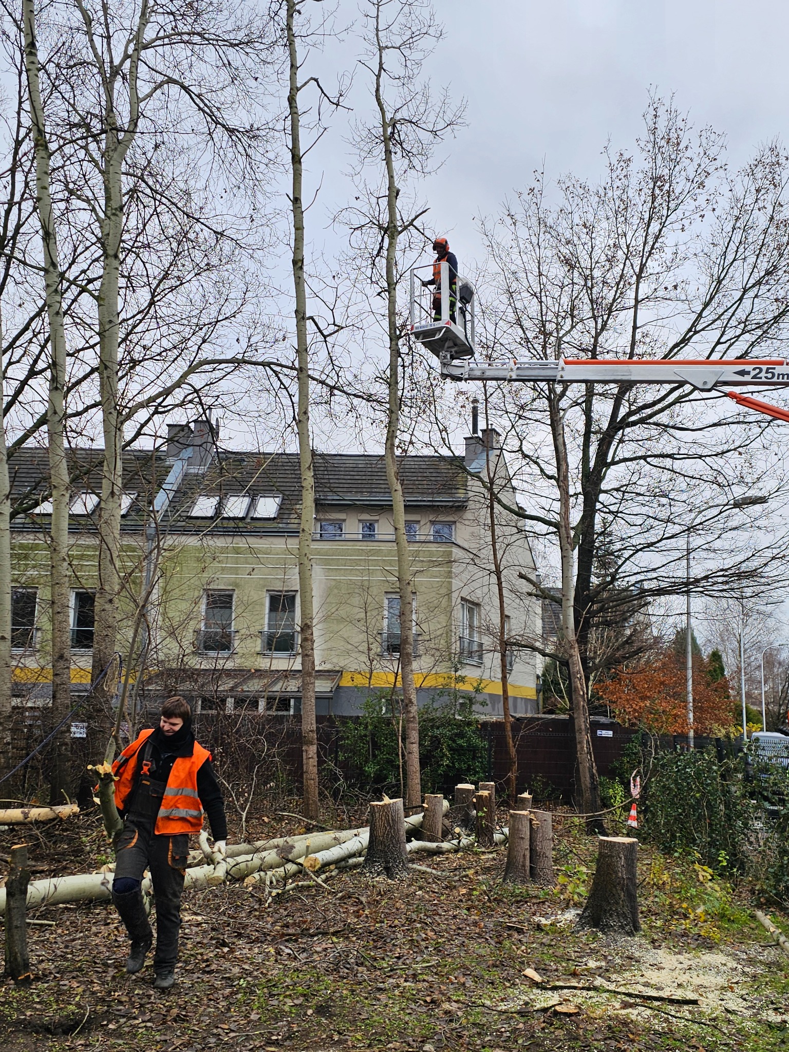 Pracownik w pomarańczowej kamizelce idzie po ściętym terenie, w tle budynek mieszkalny, pracownik na podnośniku koszowym przycina drzewo, widoczne pnie po wycince.