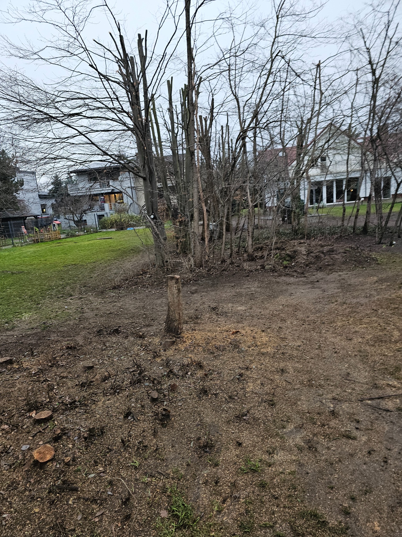 Ogród po wycince drzew, widoczne pnie i pozostałości po cięciu, w tle domy i trawnik.