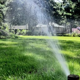 Wycinka drzew Świdnica 4