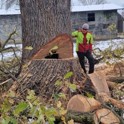Climber Usługi wysokościowe alpinistyczne I arborystyczne - Cięcie pnia drzewa z osobą w odzieży roboczej, w tle budynek gospodarczy i resztki śniegu. Widoczne świeże cięcie i stos pociętych gałęzi.