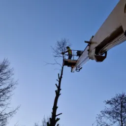 Pracownik w koszu podnośnika obcina gałęzie wysokiego drzewa. Widok z dołu na tle błękitnego nieba. Ślady po wycince na pniu.
