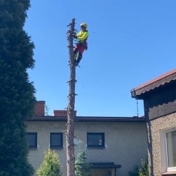 Climber Usługi wysokościowe alpinistyczne I arborystyczne - Arborysta w kasku i uprzęży, na wysokim pniu po wycince gałęzi, na tle błękitnego nieba i zabudowań. Etap prac.