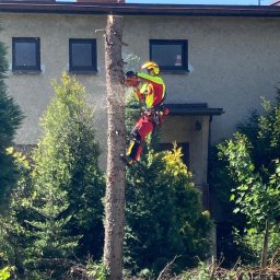Climber Usługi wysokościowe alpinistyczne I arborystyczne - Arborysta w uprzęży tnie pień drzewa piłą łańcuchową, opiłki w powietrzu, dom w tle, zielona roślinność w dole kadru.