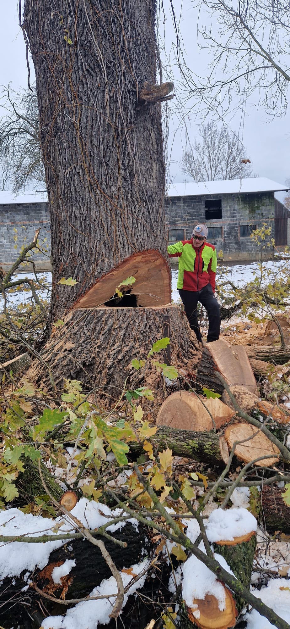 Cięcie pnia drzewa z osobą w odzieży roboczej, w tle budynek gospodarczy i resztki śniegu. Widoczne świeże cięcie i stos pociętych gałęzi.